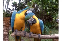 COPPIA DI ARARAUNA 
